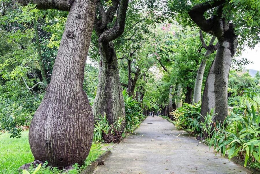 Palermo: Botanical Garden Entry Ticket and Palermo Audio App - Where the experience starts (and how to pace it)