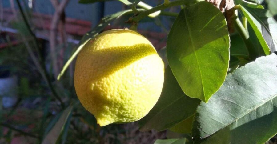 Palermo: Cooking and Limoncello Class - The Market Walk: Where the Sicilian choices start