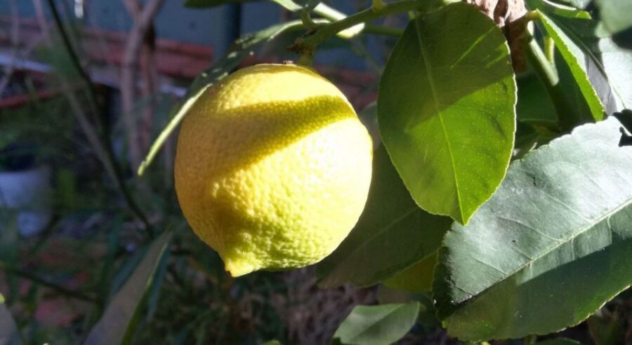 Palermo: Cooking and Limoncello Class - The Kitchen Part: Cooking a 3-course Sicilian menu together