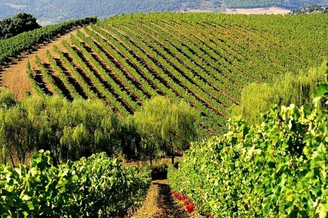 Sicilian Winery Tour with Wine Tasting from Palermo - Key things to know before you go