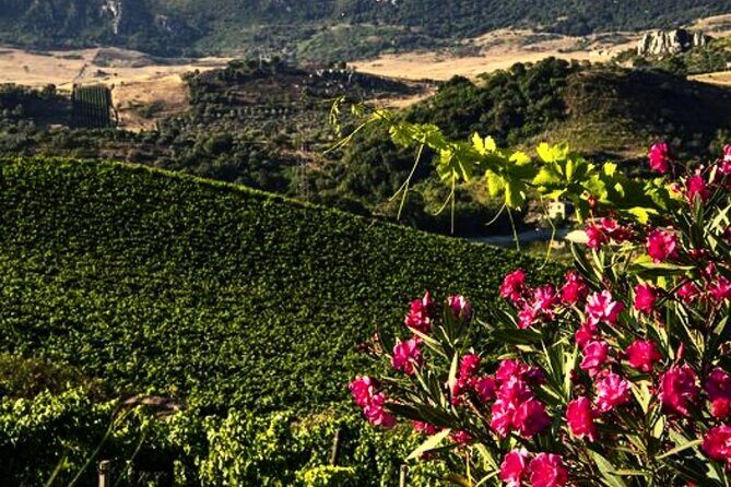 Sicilian Winery Tour with Wine Tasting from Palermo - The “half-day” rhythm: how the 4 hours usually feel