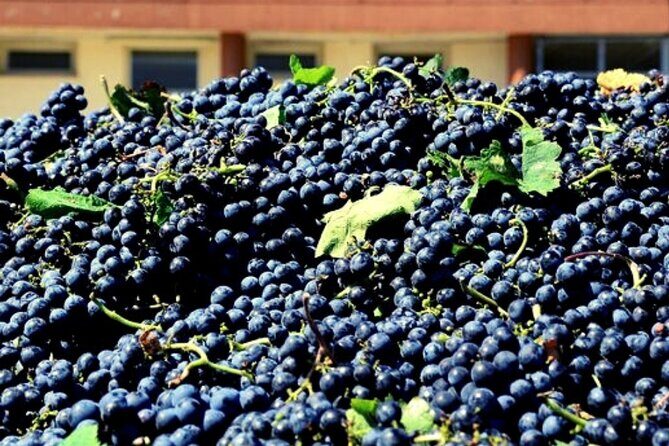 Sicilian Winery Tour with Wine Tasting from Palermo - Price and value: is $216.74 worth it?