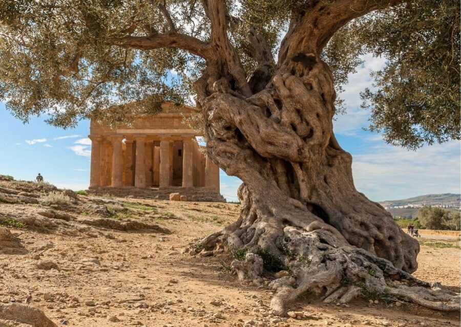Valley of the Temples and Villa Romana Multi-Language Tour - Tips that make your day go smoother